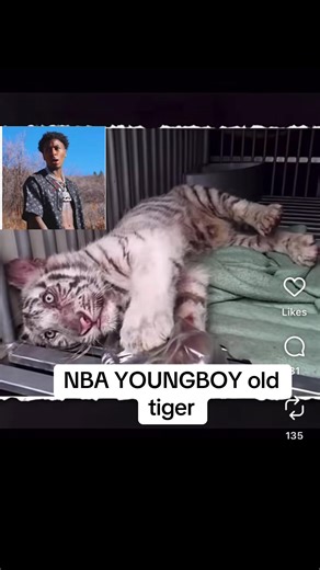 The Journey of a Rescued Tiger from a Famous Rapper