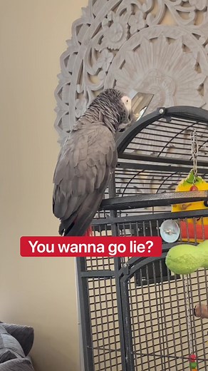 Gizmo's Morning Adventures: Talking African Grey Parrot