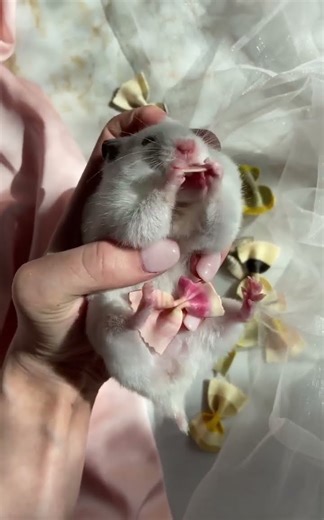 Adorable Hamster Eating Pasta 🐹🍝 Close-Up!