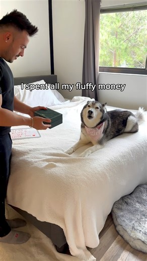 3.6M views · 180K reactions | Meeka The Husky on Reels | Facebook