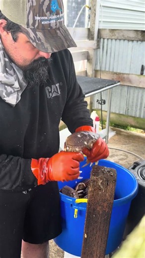 Cleaning Dungeness Crab #crabbing #crab #fishing #outdoors