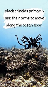 Black crinoids, also known as feather stars or sea lilies, possess several unique abilities. They can move by crawling, using their arms to pull themselves across the ocean floor. Some black crinoid species can also swim short distances by coordinating their arm movements. Additionally, many crinoid species, including black crinoids, have the remarkable ability to regenerate lost arms if they are amputated.While not all crinoids are proficient swimmers, some species, including black crinoids, ha