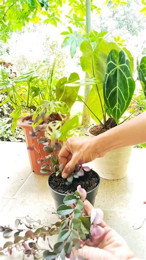 stem cutting system using shallots to stimulate root growth #ornamentalplants #decorativeplants