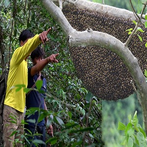 Removing biggest honey from giant honey bee in jungle 2023 | Giant Honeybee