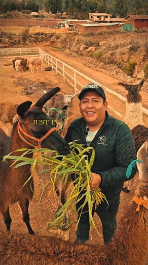 Discover the breathtaking beauty of the Maras Salt Mines and the Sacred Valley — a magical blend of ancient tradition, stunning landscapes, and pure Andean charm. Walking through thousands of white salt terraces and the heart of the Inca land is an experience you’ll never forget. 🤍🏔️✨ Book your next adventure with Kaypi Peru Tours!#Maras #SalinerasDeMaras #SacredValley #ValleSagrado #Cusco #CuscoPeru #PeruTravel #VisitPeru #DiscoverPeru #TravelPeru #IncaLand #AndesMountains #TravelInspiration 