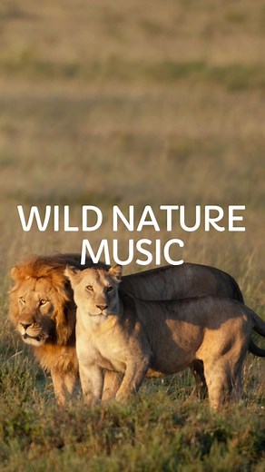 Wild Nature Music #wildnaturemusic #backgroundmusic #hitslab