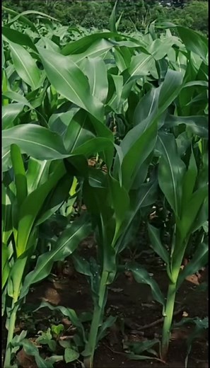 Dekalb Maize Seed: Benefits and Best Fertilizer Practices