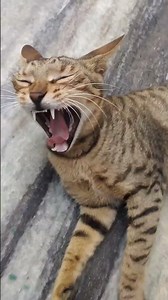 Benefits of getting a Cat | #cutekittens #cat #catlover #cute #viral #trending #shorts