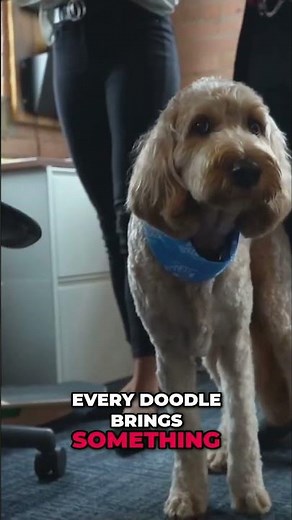 Meet The Adorable Doodle Dogs: Intelligence, Affection & Fun! #shorts