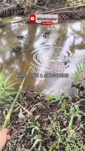 Bantu teman 😥 #shorts #shortvideo #fish #fishing #mancing #angler