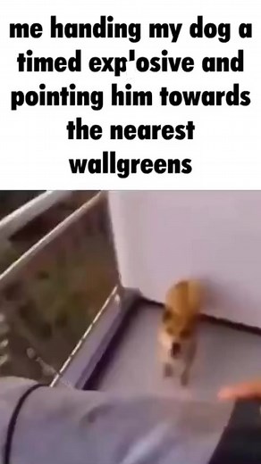 1.1K views · 23 reactions | This dog is so whacky! (Minecraft) #dog #doggy #puppy #pupper #minecraft | Mordecai 5 | Facebook