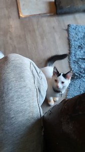 Things Lewis the service cat in training knows so far 🥰 #serviceanimal #servicecat #migrainealert #cattraining #kitten #kittentraining #cats #catoftheday #whitecat #lewisthecat #serviceanimals #highheartrate #pots #medicalalert #medicalalertcat #lewisthecat #serviceanimaltraining #potsserviceanimal | Raw Fed Kitties