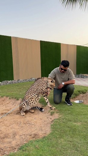 Cheetah Encounter: Man Meets Wild Animal Safely