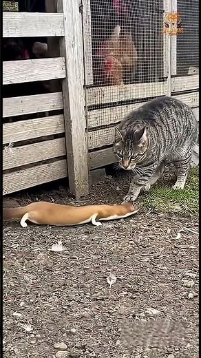 When the Cat and the Goose Become Heroes to Save the Flock! #cat
