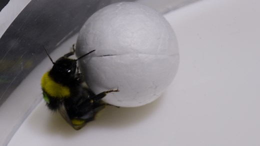 Secrets of the bees: Revealing the sneaky genius of nature's brightest thinkers