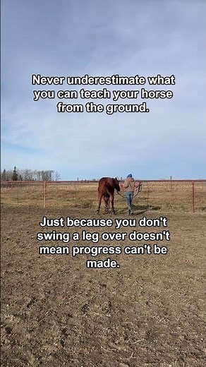 Teach Your Horse On The Ground #groundwork
