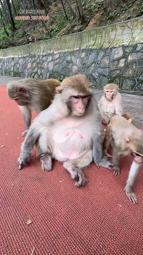 Funny clip monkey 🙊 🐒🤣🤣 | comedy video