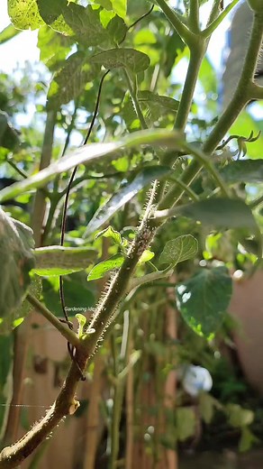 Cara basmi hama tomat #reels | Gardening Ideas HD