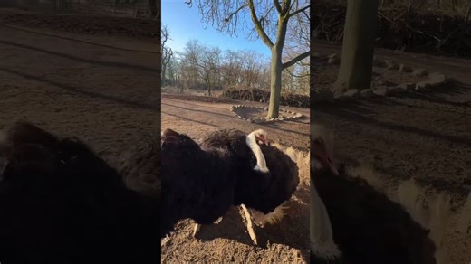 Watch a funny ostrich perform a wild and romantic dance