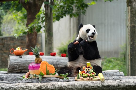 Giant Panda Births Celebrate in Sichuan, China – Archyde