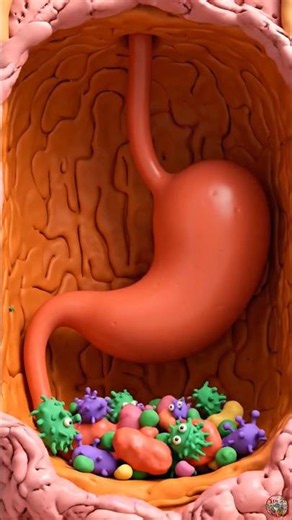 What Happens During Food Poisoning? 🍔🦠