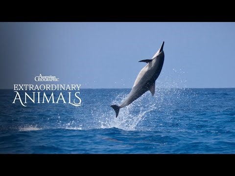 Spinner Dolphins LEAPING Into The Air! | Extraordinary Animals
