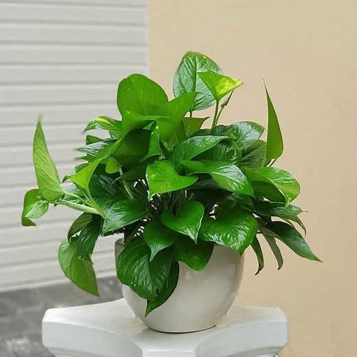 5 loại cây giúp không gian sống xanh mát và khỏe mạnh 🌿