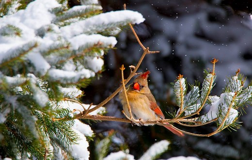How to Create Winter Shelter for Birds