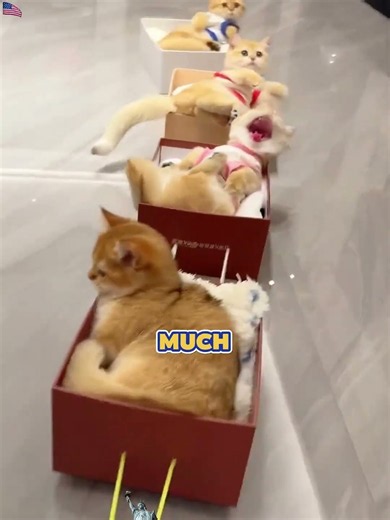 The cat yelled “watch the turn!” on the train. They take their ride way too seriously 😂