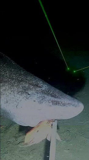 Greenland shark's lifespan believed to exceed 150 years!