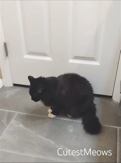 "Why is clear mouse not moving?" #cat