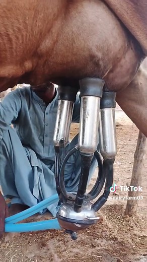 #dairyfarm09 #shortvideo #newvideo #viralvideos #milkyway #cow