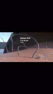 Abhishek Agrahari on Instagram: "Neuron vs viruses vs bacteria. Microorganisms size comparison: At the smallest end, viruses reign as the tiniest entities, mere nanometers in size, carrying genetic information within a protein coat. Slightly larger, bacteria emerge, ranging from 0.5 to 5 micrometers, displaying diverse shapes and functions, from beneficial symbionts to potential pathogens. Cells, the building blocks of life, often measure tens to hundreds of micrometers, encompassing organelles 