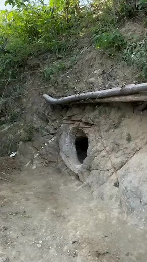 Playful Young Rabbit Emerges from Natural Cave