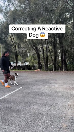 Effective Reactivity Training for Dogs: Clear Guidelines & Success