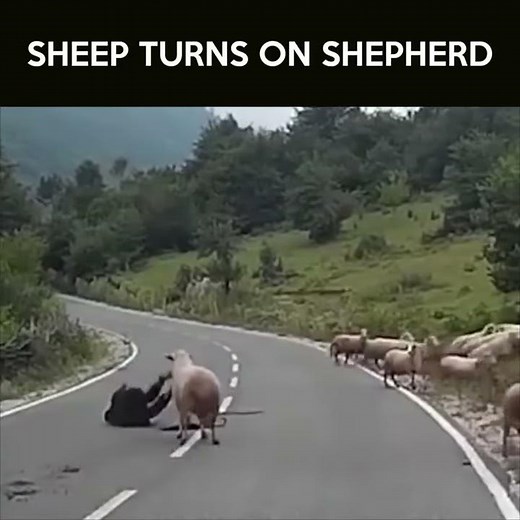 MAN VS SHEEP