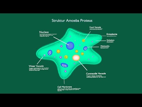 Struktur Amoeba Proteus - Praktikum IMGV 3D 2025