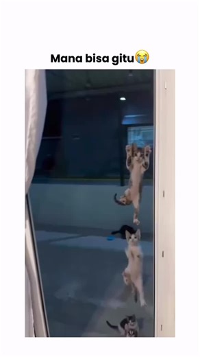 spiderman ❌ catman✅ 😅😅😅 #catfunny #animals