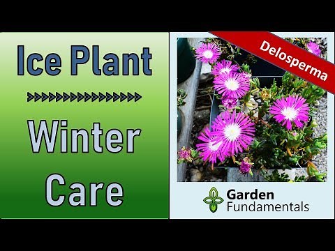 Ice Plant Succulent, Delosperma ❄️⛄️❄️ How to Overwinter in Cold Climates