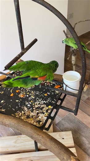 Miguel está re loco