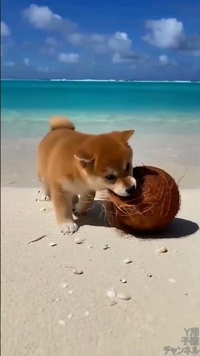 【丸太旅│無人島編1日目】｜子犬を守る白猫…協力して寝床づくりした2匹の優しいサバイバル🌴🐶🐱#無人島 #サバイバル #子犬 #子猫 #柴犬 #白猫 #漂流 #寝床づくり #癒し動画 #AI動画