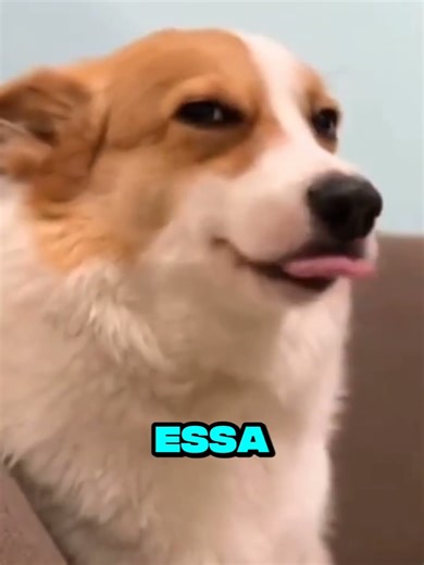 The story behind the Nita Koala skin! 🥺🙏🏾 // #brawlstars