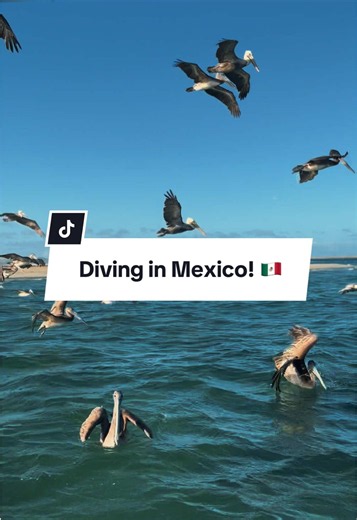 Forever, one of my favorite dive of destinations! I have had so many of the best encounters of my life in Mexico. The wildlife out here is unmatched, the variety of things you can see will absolutely blow your mind! #underwaterphotographer #freediving #mexico #marlin #travel
