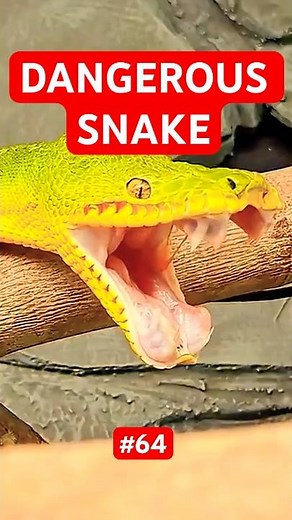 Amazon Tree Boa 🐍 The Snake That Has a Secret… | A - Z Animals Part 64 |