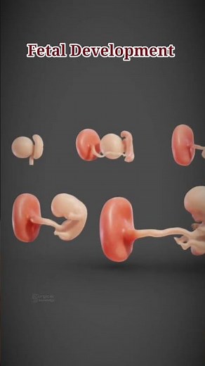 Fetal Development #pregnancy #fetaldevelopment #pregnancyweekbyweek #pregnant