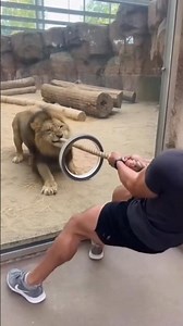 Men vs Lion Pull Challenge in RSA 🦁💪 | Safe & Supervised Fun!