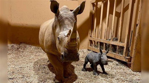 Here’s how you can pick the name of a baby rhino at Zoo Atlanta