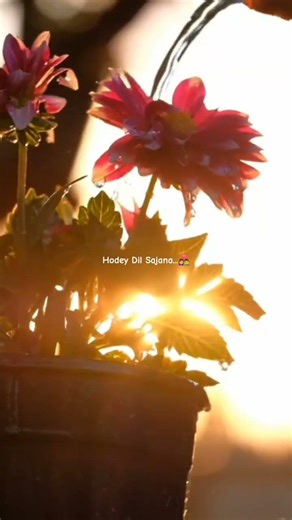 waallian song lyrics Whatsapp stutas 🥰🌺💐