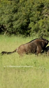 14K views · 92 reactions | Fighting Wildebeest. | Nature animal life | Facebook