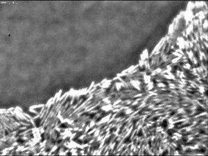 Swarming Serratia marcescens